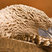 Blue-footed Booby
